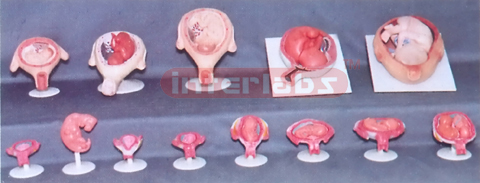 HUMAN PREGNANCY SERIES MODEL (13 PCS / SET)